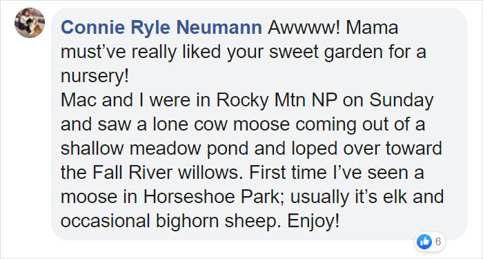 Moose And Her Calves Decide To Spend A Day In This Family's Backyard, Man Documents How It Went