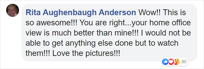 Moose And Her Calves Decide To Spend A Day In This Family's Backyard, Man Documents How It Went