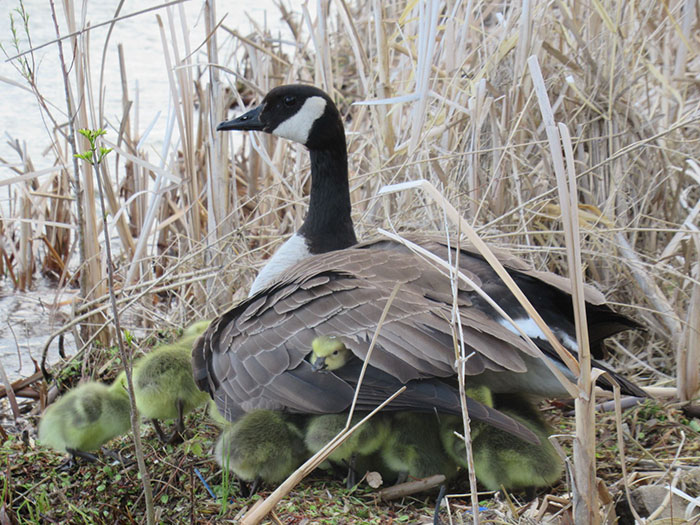 This Goose Couple Is Taking Care Of 47 Adorable Baby Goslings