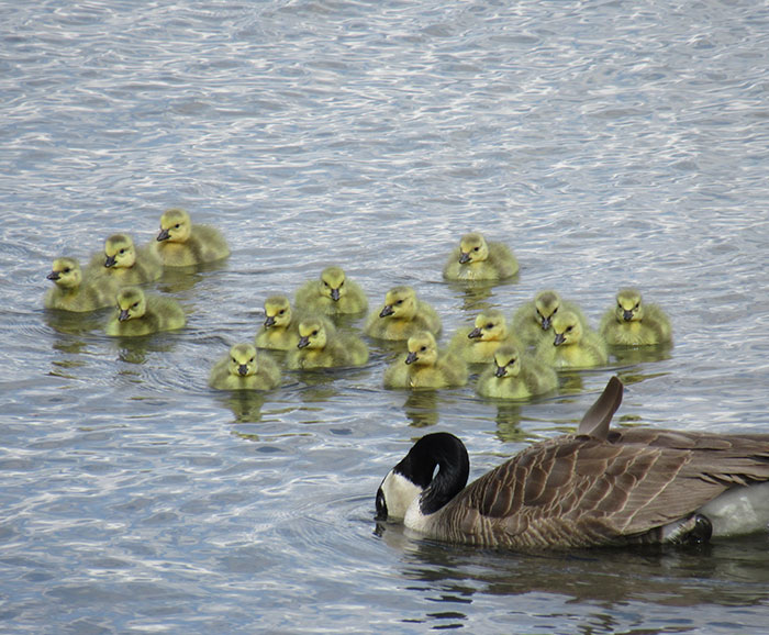 This Goose Couple Is Taking Care Of 47 Adorable Baby Goslings