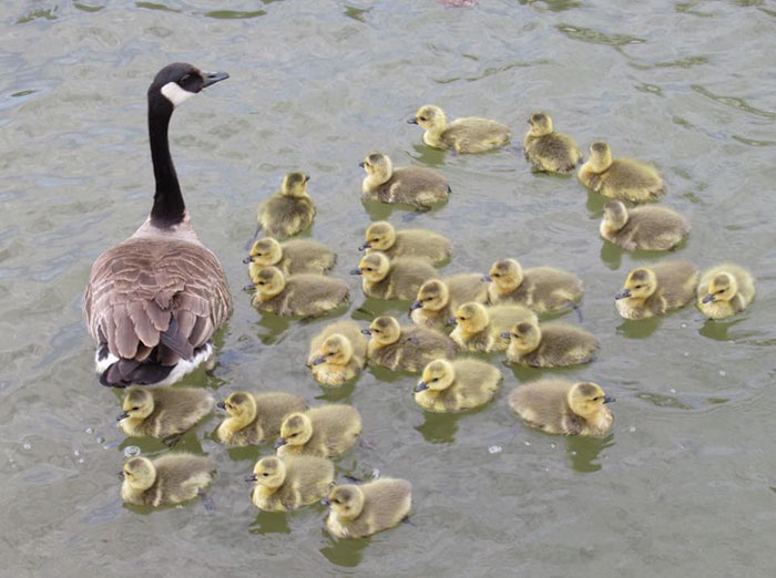 This Goose Couple Is Taking Care Of 47 Adorable Baby Goslings