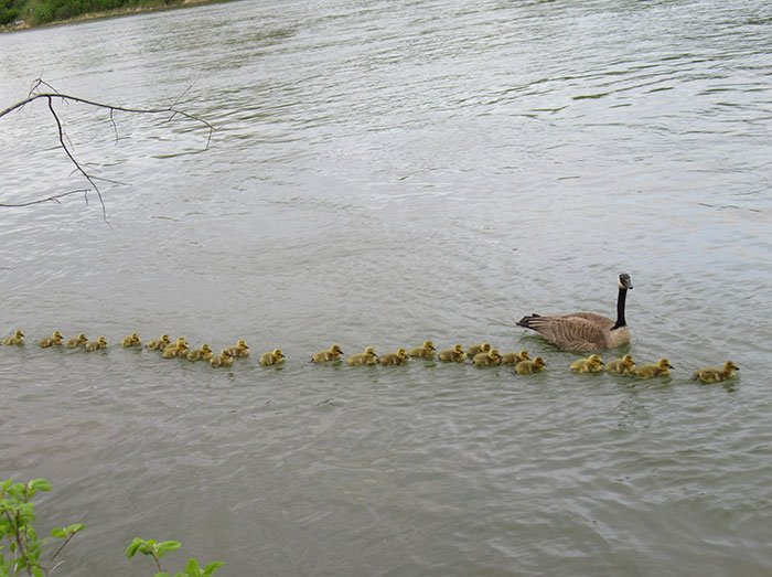 This Goose Couple Is Taking Care Of 47 Adorable Baby Goslings