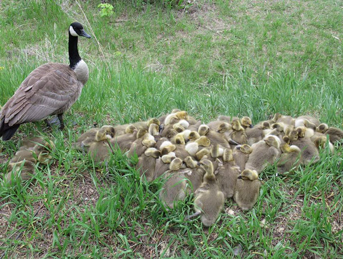 This Goose Couple Is Taking Care Of 47 Adorable Baby Goslings