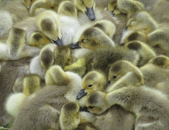 This Goose Couple Is Taking Care Of 47 Adorable Baby Goslings