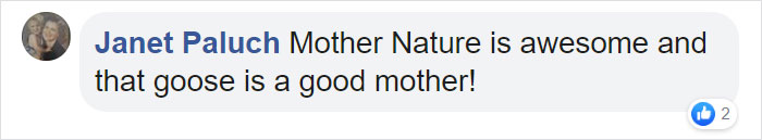 This Goose Couple Is Taking Care Of 47 Adorable Baby Goslings