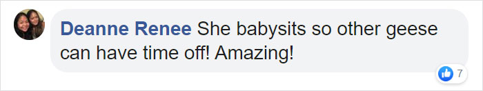 This Goose Couple Is Taking Care Of 47 Adorable Baby Goslings