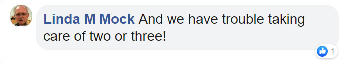 This Goose Couple Is Taking Care Of 47 Adorable Baby Goslings