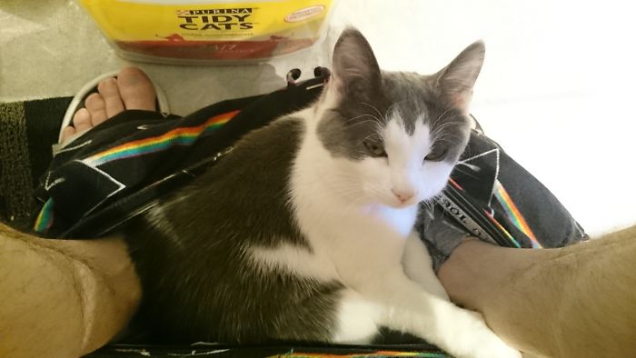 My Little Tuxedo, Mouse ... For When People Ask Me What It's Like To Have Cats: