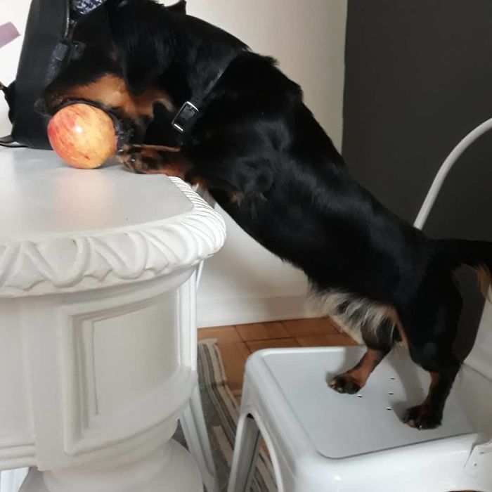 Onix Likes To Eat His Apples Whole