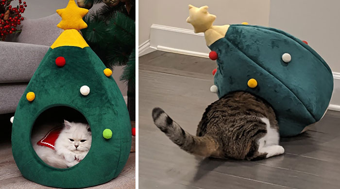 I Know He's A Big Cat, That's Why I Ordered The Large Size