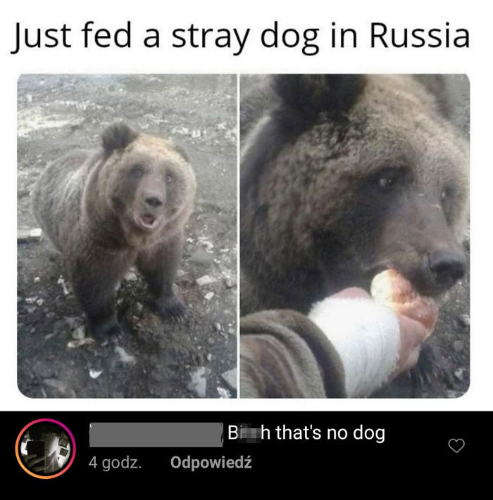 He's Right... It's A Cute Ass Koala