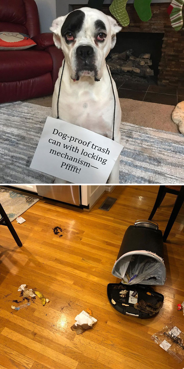 He’s More Of A Used Coffee Grounds And Banana Peel Kinda Dog