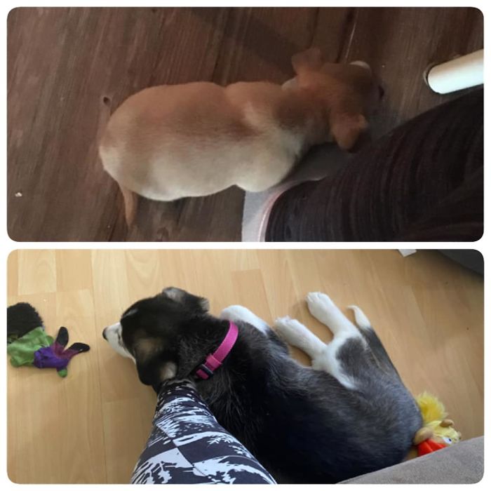 The Day Of Adoption For Both. Two Years Apart