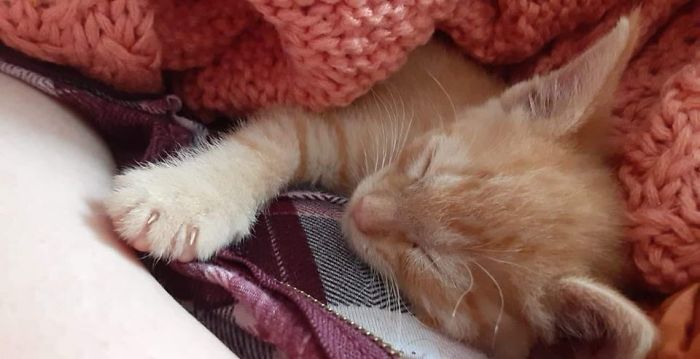 Rescued The Same Day, Such A Sweet Boy. Poor Thing Was Covered In Fleas, Had Ear Mites, And Was Emaciated