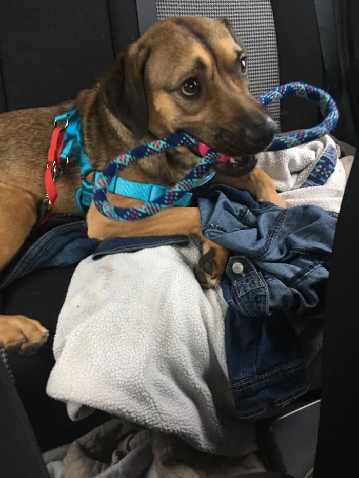 Mr. Bentley On The Way Home From The Rescue - Just After His First Visit To The Pet Store To Get Goodies Of His Very Own