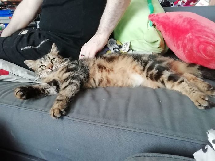 My Ninja Was Like That, We Adopted Her At 6 Months And That Same Night She Decided She Wanted To Sleep Wedged Between Us On The Sofa