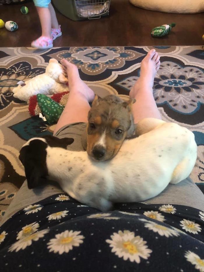 These Sweet Sisters - Fiona And Tiana - Just Two Hours After Coming Into Our Home From The Shelter