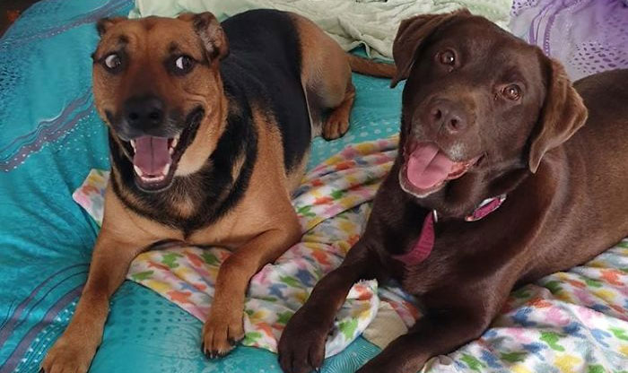 50 Photos By Our Readers Of Their Pets Just Moments After They’d Adopted Them