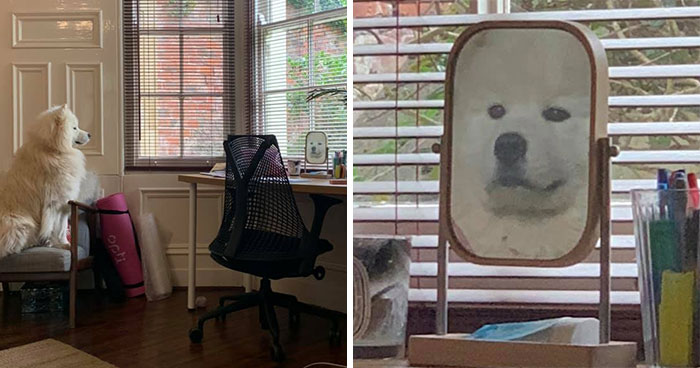 30 Mascotas que han descubierto los espejos