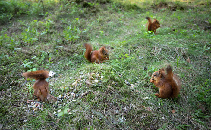 Photographer Puts Her Mic In Front Of A Baby Squirrel, And Its Adorable Munching Sounds Get Over 12M Views Photographer Puts Her Mic In Front Of A Baby Squirrel, And Its Adorable Munching Sounds Get Over 12M Views