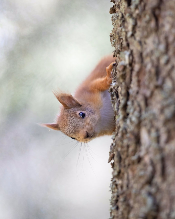 Photographer Puts Her Mic In Front Of A Baby Squirrel, And Its Adorable Munching Sounds Get Over 12M Views Photographer Puts Her Mic In Front Of A Baby Squirrel, And Its Adorable Munching Sounds Get Over 12M Views