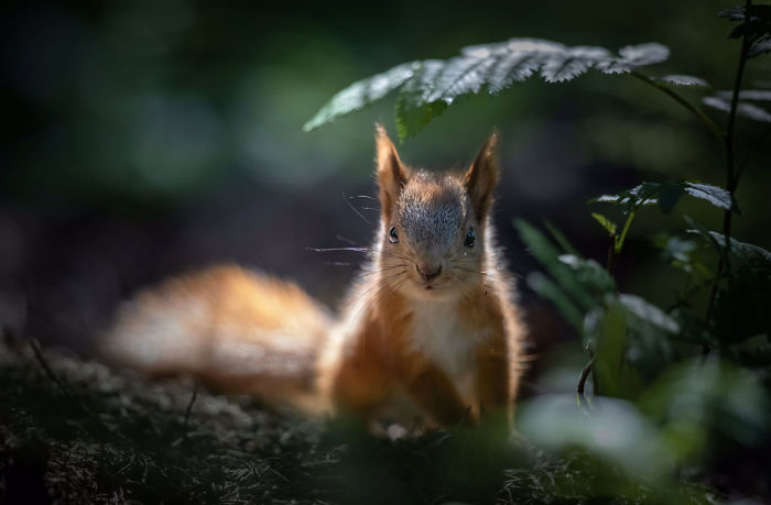 Photographer Puts Her Mic In Front Of A Baby Squirrel, And Its Adorable Munching Sounds Get Over 12M Views Photographer Puts Her Mic In Front Of A Baby Squirrel, And Its Adorable Munching Sounds Get Over 12M Views