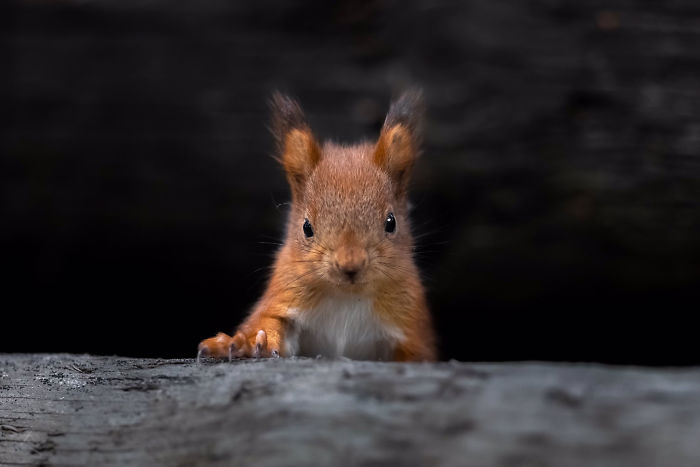Photographer Puts Her Mic In Front Of A Baby Squirrel, And Its Adorable Munching Sounds Get Over 12M Views Photographer Puts Her Mic In Front Of A Baby Squirrel, And Its Adorable Munching Sounds Get Over 12M Views