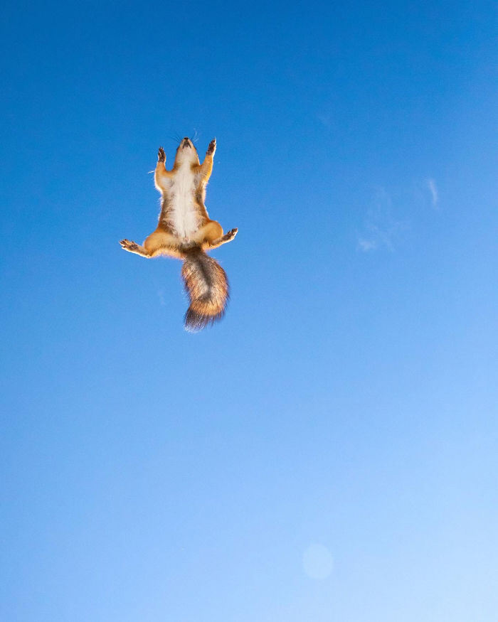 Photographer Puts Her Mic In Front Of A Baby Squirrel, And Its Adorable Munching Sounds Get Over 12M Views Photographer Puts Her Mic In Front Of A Baby Squirrel, And Its Adorable Munching Sounds Get Over 12M Views