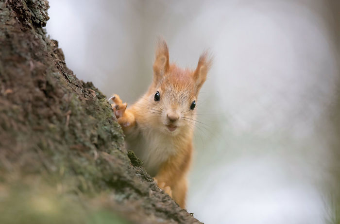 Photographer Puts Her Mic In Front Of A Baby Squirrel, And Its Adorable Munching Sounds Get Over 12M Views Photographer Puts Her Mic In Front Of A Baby Squirrel, And Its Adorable Munching Sounds Get Over 12M Views