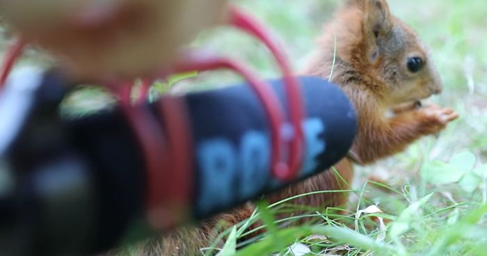 Photographer Puts Her Mic In Front Of A Baby Squirrel, And Its Adorable Munching Sounds Get Over 12M Views