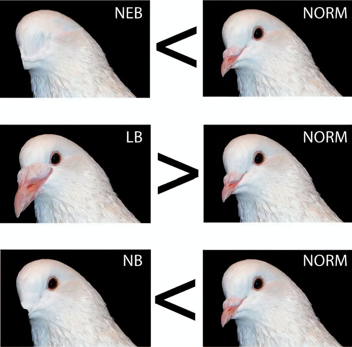 Scientists Share A Pigeon Facial Recognition Study, Tumblr User Summarizes It With A Hilarious Explanation Scientists Share A Pigeon Facial Recognition Study, Tumblr User Summarizes It With A Hilarious Explanation