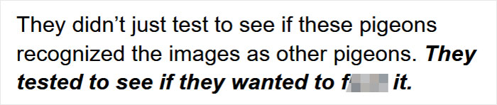 Scientists Share A Pigeon Facial Recognition Study, Tumblr User Summarizes It With A Hilarious Explanation