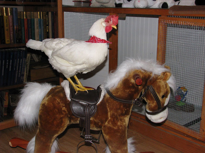 Apparently, You Can Buy Arms For Your Chicken Apparently, You Can Buy Arms For Your Chicken