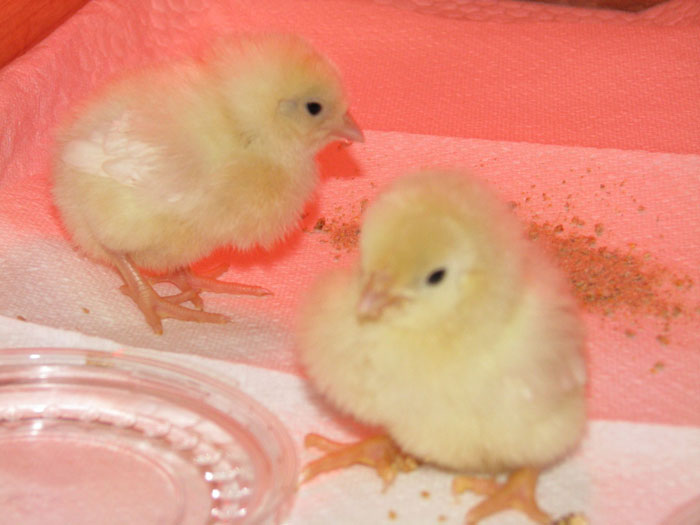 Apparently, You Can Buy Arms For Your Chicken Apparently, You Can Buy Arms For Your Chicken