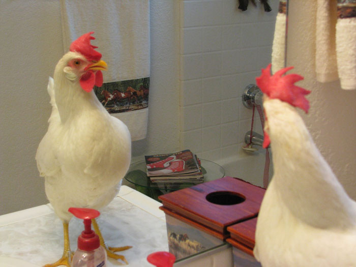 Apparently, You Can Buy Arms For Your Chicken Apparently, You Can Buy Arms For Your Chicken