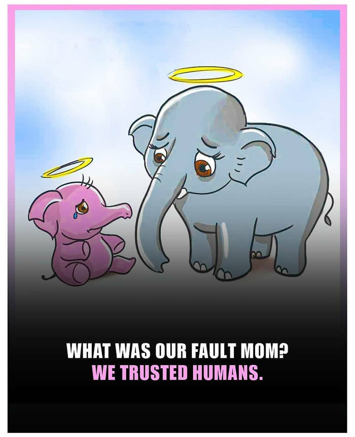 Pregnant-Elephant-Dies-Eats-Pineapple-Filled-With-Firecrackers-Artists-Pay-Tribute