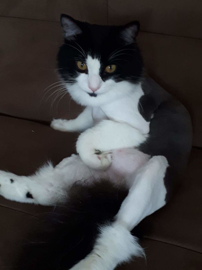 From Cat To Rat In One Easy Step