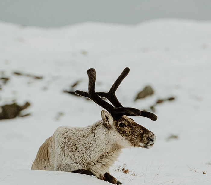 Here Are My 25 Photos Of Reindeer In Southeast Iceland