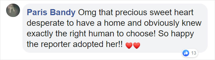 Dog Hugs A Reporter Visiting A Shelter To Do A Story Until He, Allegedly, Decides To Adopt Her Dog Hugs A Reporter Visiting A Shelter To Do A Story Until He, Allegedly, Decides To Adopt Her