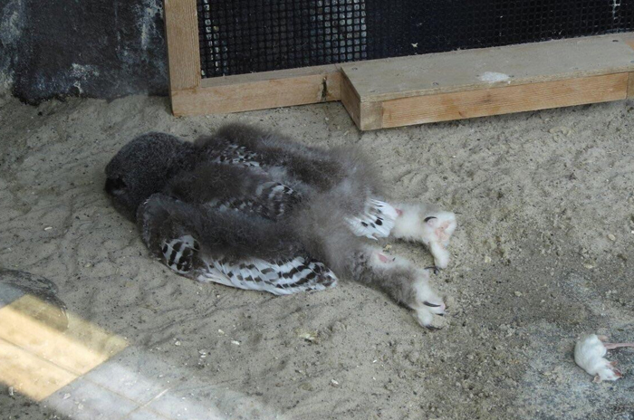 Descubren que algunos búhos duermen boca abajo, y aquí tenéis 26 fotos