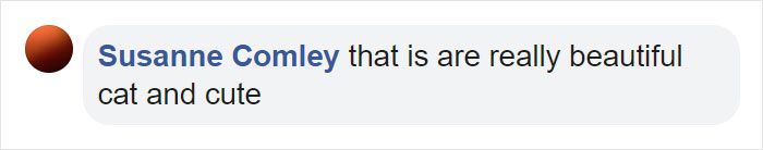 Cat With Split-Colored Face Becomes A Father To Kittens In Each Of His Colors Cat With Split-Colored Face Becomes A Father To Kittens In Each Of His Colors