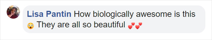 Cat With Split-Colored Face Becomes A Father To Kittens In Each Of His Colors Cat With Split-Colored Face Becomes A Father To Kittens In Each Of His Colors