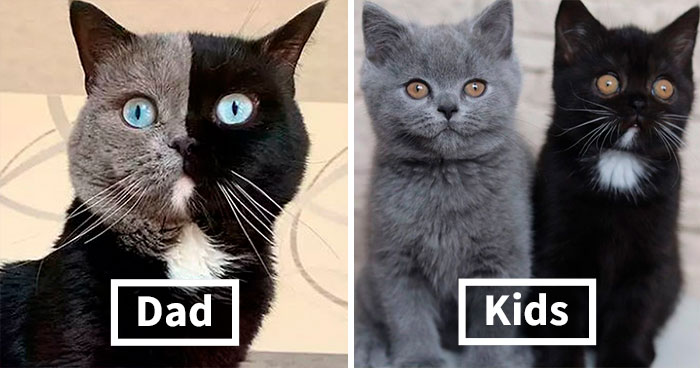 Cat With Split-Colored Face Becomes A Father To Kittens In Each Of His Colors