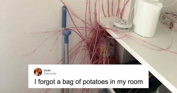 Student Returns To Her Home After Quarantine, Finds Potatoes Taking Over Her Kitchen, People Post Similar Pics
