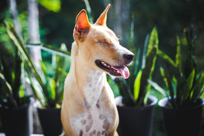 Couple Moves To Thai Island, Adopts 15 Strays After Losing Their Beloved 10 Y.O. Doggo Couple Moves To Thai Island, Adopts 15 Strays After Losing Their Beloved 10 Y.O. Doggo