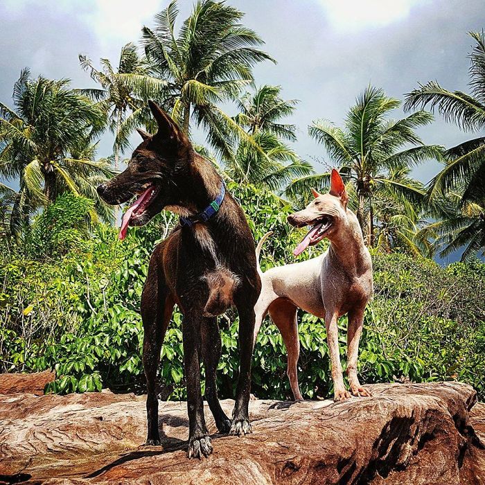 Couple Moves To Thai Island, Adopts 15 Strays After Losing Their Beloved 10 Y.O. Doggo