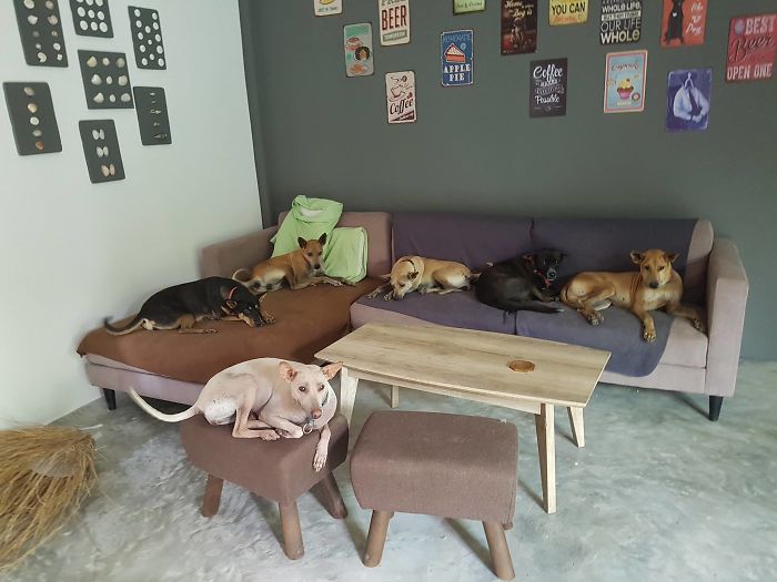 Couple Moves To Thai Island, Adopts 15 Strays After Losing Their Beloved 10 Y.O. Doggo