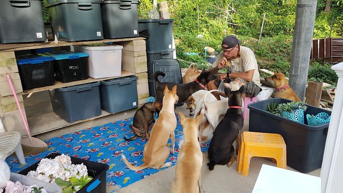 Couple Moves To Thai Island, Adopts 15 Strays After Losing Their Beloved 10 Y.O. Doggo