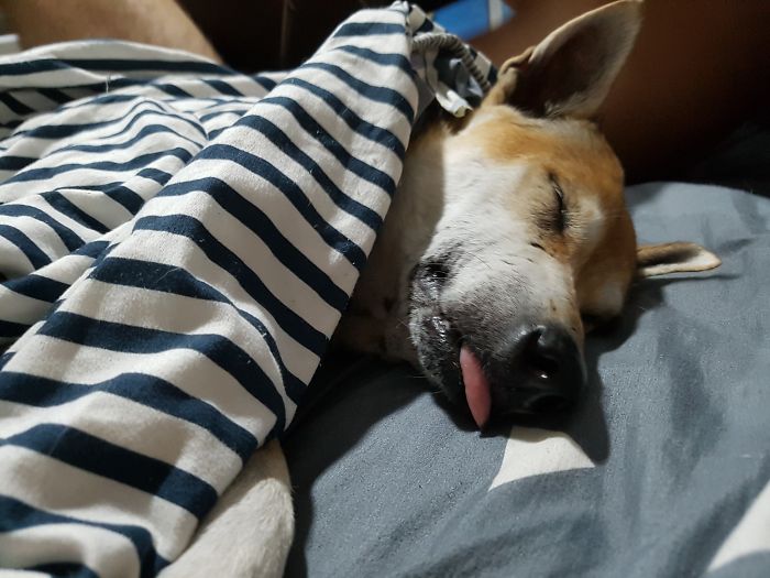 Couple Moves To Thai Island, Adopts 15 Strays After Losing Their Beloved 10 Y.O. Doggo