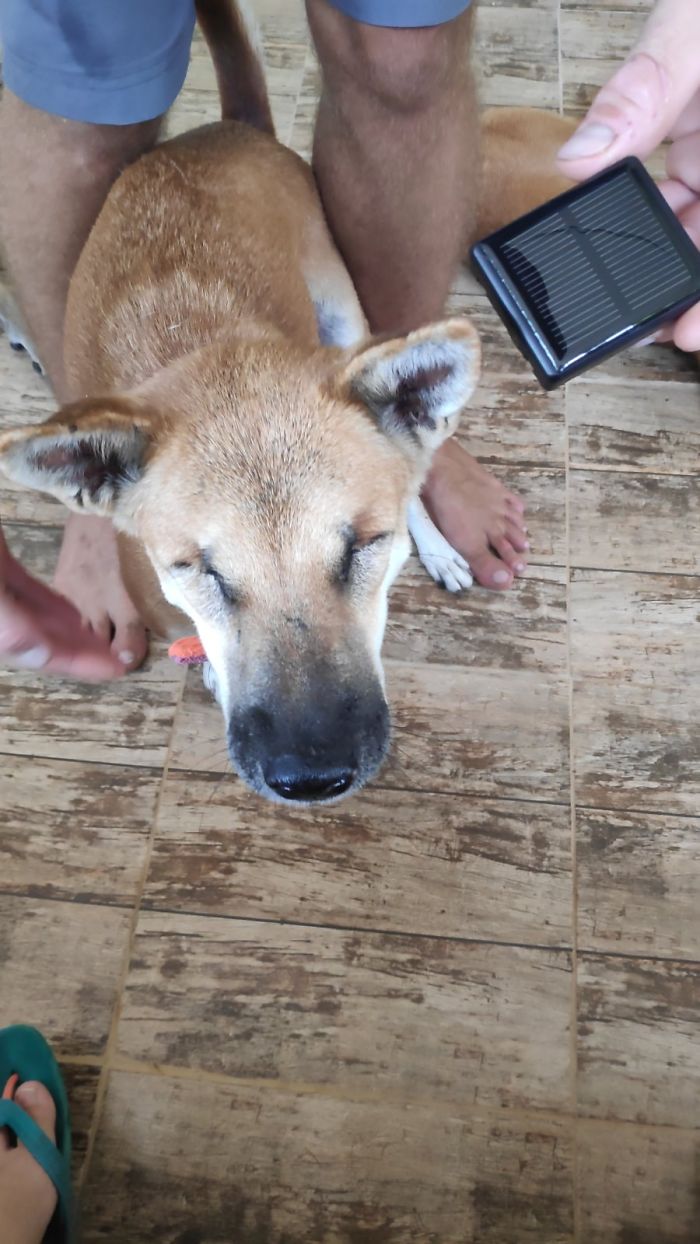 Couple Moves To Thai Island, Adopts 15 Strays After Losing Their Beloved 10 Y.O. Doggo Couple Moves To Thai Island, Adopts 15 Strays After Losing Their Beloved 10 Y.O. Doggo